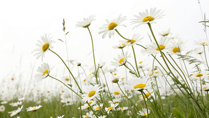 Bright daisies sway gently in a field isolated on transparent background