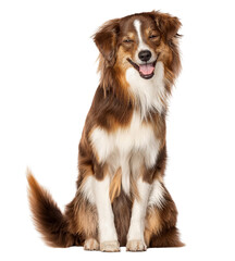Fototapeta premium Adorable Australian Shepherd smiling happily, radiating joy and playfulness, perfect for pet care ads or heartwarming family content, ready for your project