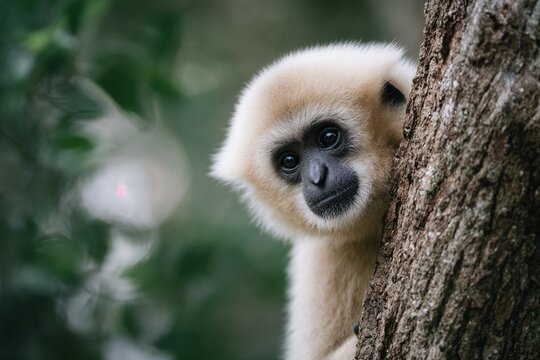 Baby gibbon peeking from tree in green jungle background