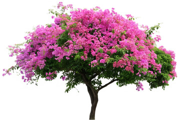 Obraz premium Lush Pink Bougainvillea Tree with Dense Green Foliage Isolated pink flowers green leaves isolated on a transparent background