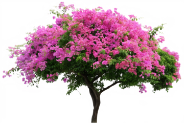 Lush Pink Bougainvillea Tree with Dense Green Foliage Isolated pink flowers green leaves isolated on a transparent background