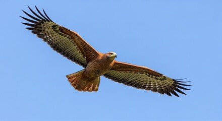 Obraz premium Majestic Brown Hawk Soaring in a Clear Blue Sky with Wings Fully Spread, Capturing the Power and Grace of a of Prey in Mid-Flight