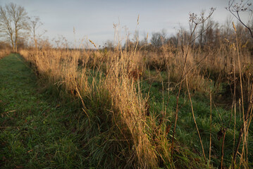 Old grasses in the field.