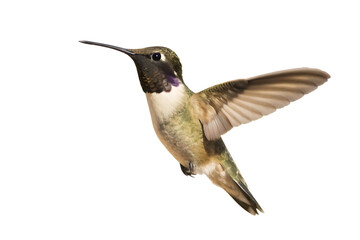 Fototapeta premium Male Hummingbird with Purple Gorget in Flight on Background flying isolated on a transparent background