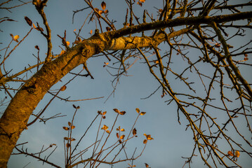 The last leaves on the tree.