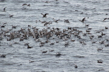 Im Eismeer am Nordkap: V&ouml;gel haben einen Fischschwarm entdeckt. Es sind viele junge, auch adulte Silber- u. Mantelm&ouml;wen u. 2 Papageientaucher oben rechts 

Keywords: v&ouml;gel, eissturmv&ouml;gel, silberm&ouml;wen