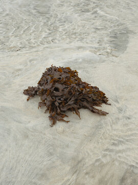 Red Seaweed Washed Up along Shoreline After High Tide at Maghera Beach Donegal Ireland