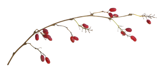 Autumn twig with small red berries of berberis thunbergii isolated on white or transparent background