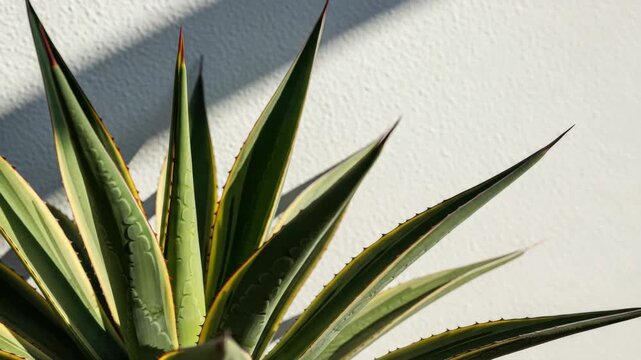 Agave plant with variegated green and yellow leaves in bright sunlight. Botanical succulent against a textured white wall. Natural desert flora for garden design