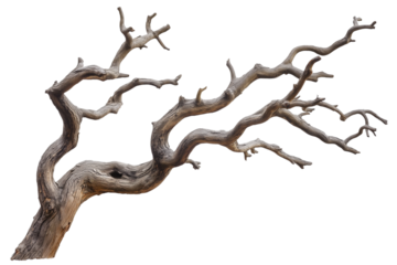 Dry Tree Branch with Twisting Limbs Isolated on Transparent Background. Gnarled Tree Branch with Twists Isolated PNG.