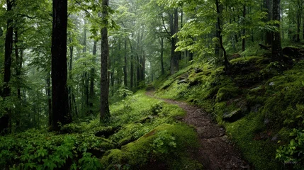Tuinposter Bosweg Tranquil woodland landscape bathed in dappled light among fresh foliage and a winding path  © Mykola