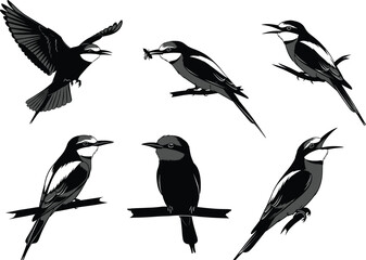 Elegant bird silhouettes and shaded vector illustrations showing flying, perched, and insect-catching poses, detailed wildlife artwork collection for nature, decorative design projects