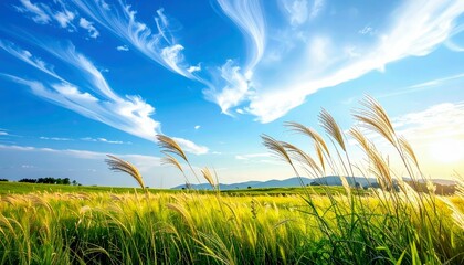 A vast green field with tall golden reeds in the foreground, under a bright blue sky with dramatic white clouds.