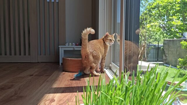 An orange tabby cat walking up to a large glass door, meowing softly as it looks out at the garden before sitting down to watch the leaves sway in the breeze, creating a peaceful home moment.