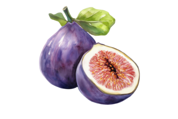 Watercolor Fig Fruit Isolated on Transparent Background. Fresh Fig Fruit Watercolor Art Isolated PNG.