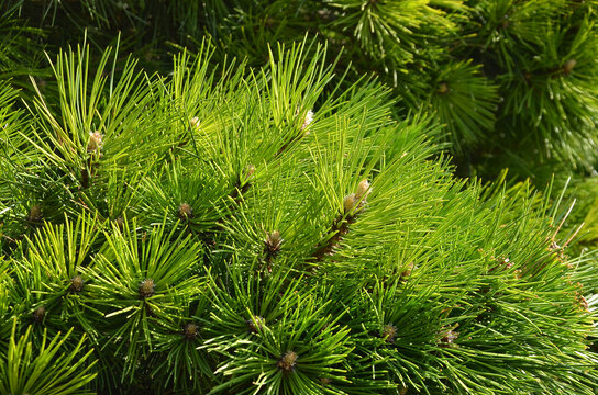  Closeup pinus mugo gnom tree branches with fresh green spruce. Landscaping ,planting conifer trees concept. Free copy space.