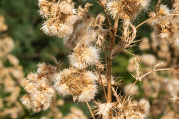Dry thistle seed heads in sunlight, forming a natural textured pattern suitable for backgrounds or nature designs