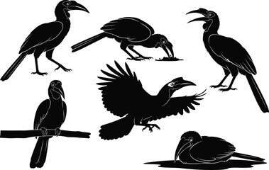 Elegant hornbill bird silhouette and detailed vector illustration set, featuring perched, flying, feeding, and resting poses, ideal for wildlife artwork and nature-themed graphic design © Abida