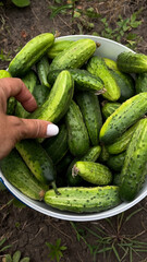 A woman's hand folds freshly picked cucumbers into a bucket. Growing cucumbers in the garden. Small-scale agricultural production of organic vegetables. Vegetables, cucumbers, in a healthy diet.