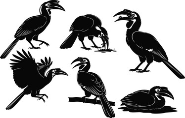 Elegant hornbill bird silhouette and detailed vector illustration set, showcasing flying, perched, feeding, and resting poses, perfect for wildlife artwork and nature design