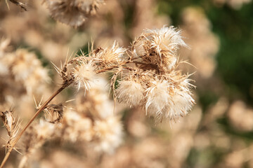 Dry thistle seed heads in sunlight, forming a natural textured pattern suitable for backgrounds or nature designs