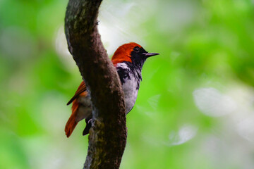 奄美大島周辺でしか見られない日本固有種の珍しい鳥、赤い美しいアカヒゲ