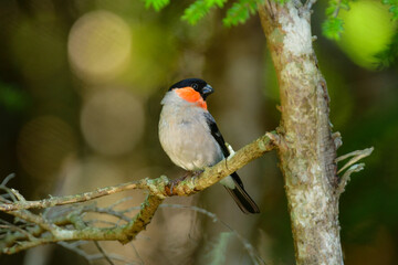 初夏に富士山や高山で見られるかわいい身近な野鳥ウソ