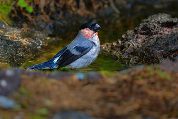 初夏に富士山や高山で見られるかわいい身近な野鳥ウソ