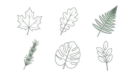 Obraz premium Illustration of six different types of leaves, including maple, oak, fern, rosemary, monstera, and a leafy branch.