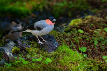 初夏に富士山や高山で見られるかわいい身近な野鳥ウソ