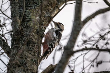 A great-spotted woodpecker in its natural habitat on an autumn day in a tree.