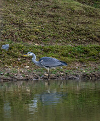 A beautiful grey heron in its natural habitat on an autumn day on a green lawn.