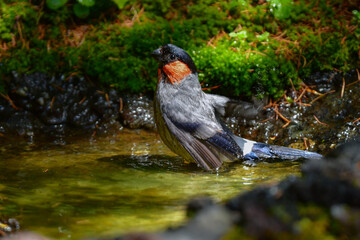 初夏に富士山や高山で見られるかわいい身近な野鳥ウソ