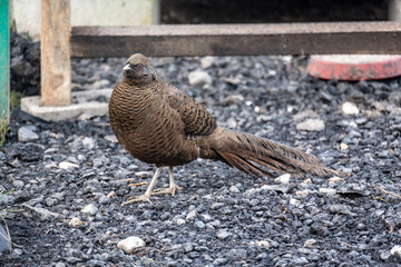 Obraz premium A beautiful pheasant in its natural habitat on an autumn day on a green lawn.