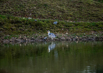 A beautiful grey heron in its natural habitat on an autumn day on a green lawn.