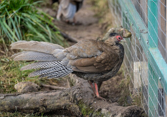 A beautiful pheasant in its natural habitat on an autumn day on a green lawn.