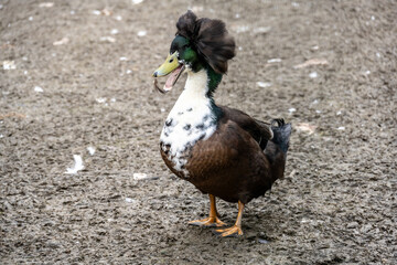 A tufted duck in its natural habitat on an autumn day on a green meadow.