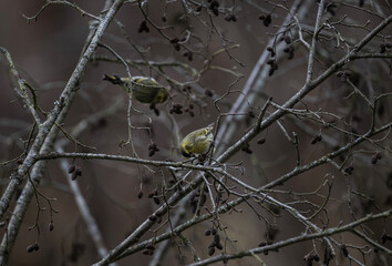Beautiful siskins in their natural habitat on an autumn day on a green meadow.