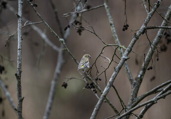 Beautiful siskins in their natural habitat on an autumn day on a green meadow.