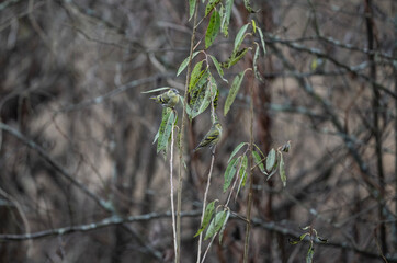 Beautiful siskins in their natural habitat on an autumn day on a green meadow.