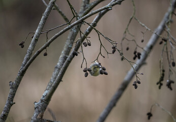 Beautiful siskins in their natural habitat on an autumn day on a green meadow.