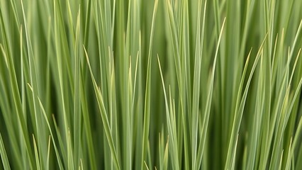 Naklejka premium ryegrass. Slender ryegrass blade textures in various green shades, minimalist botanical composition. gardening catalogs, home-decor guides, designed for home decor and floral branding.