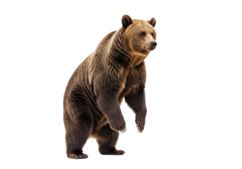 Majestic brown bear standing tall, a captivating wildlife image perfect for conservation campaigns and nature publications, evoking strength and resilience