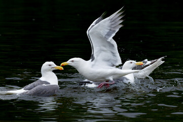 北海道の海岸や港で沢山みられる白と灰色の羽が印象的な海辺の鳥、オオセグロカモメ
