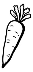 Hand drawn vector illustration of carrot