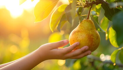 Close-up of a ripe pear being gently held by a child's hand, with soft, bright sunlight filtering through leaves