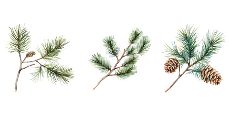 Obraz premium Watercolor Pine Branches Set Isolated on Transparent Background. Botanical Pine Needle Branches Watercolor Set PNG.