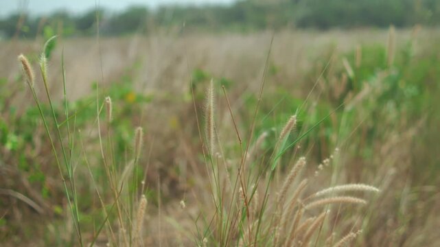Wild grass field with flowering foxtail plants, showcasing natural beauty and tranquil outdoor environment, highlighting growth and organic textures in softness