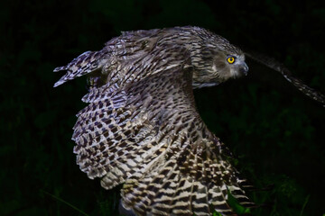 北海道で見られる、絶滅危惧種の神秘的なアイヌの神様、世界最大のフクロウのシマフクロウ