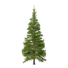 Fir (conifer) isolated transparent background 3d rendering PNG 16 bit
